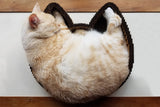 Single Scratcher Bed