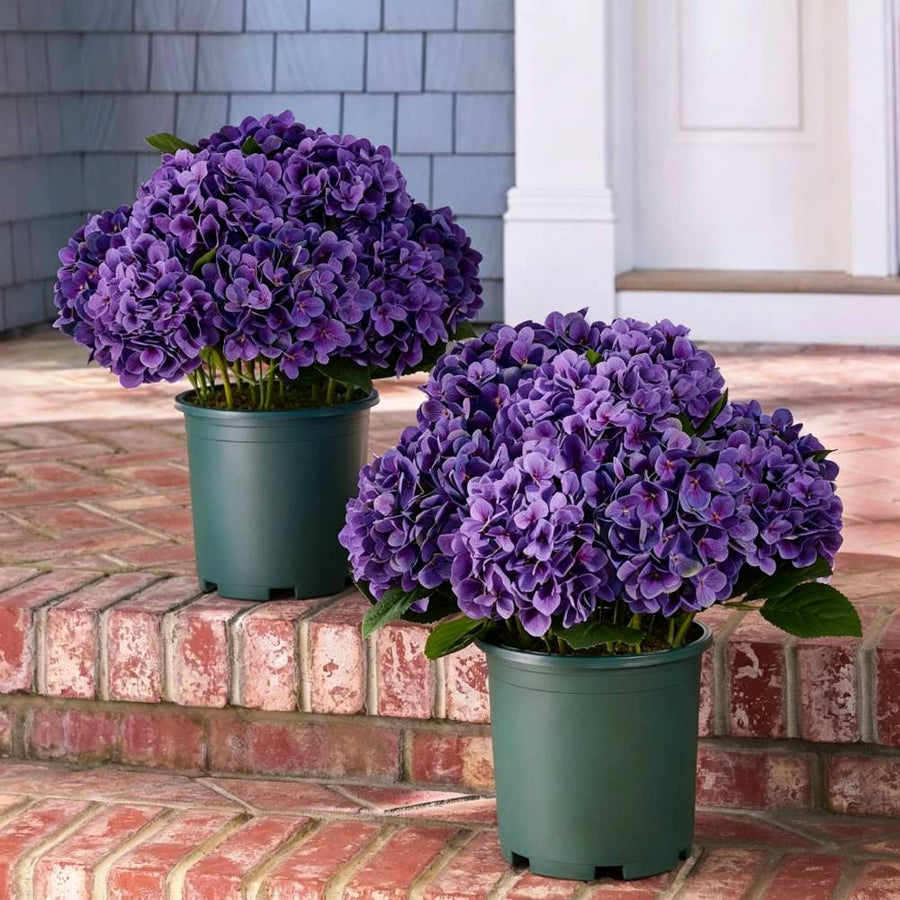 Realistic Outdoor Hydrangea Flowers