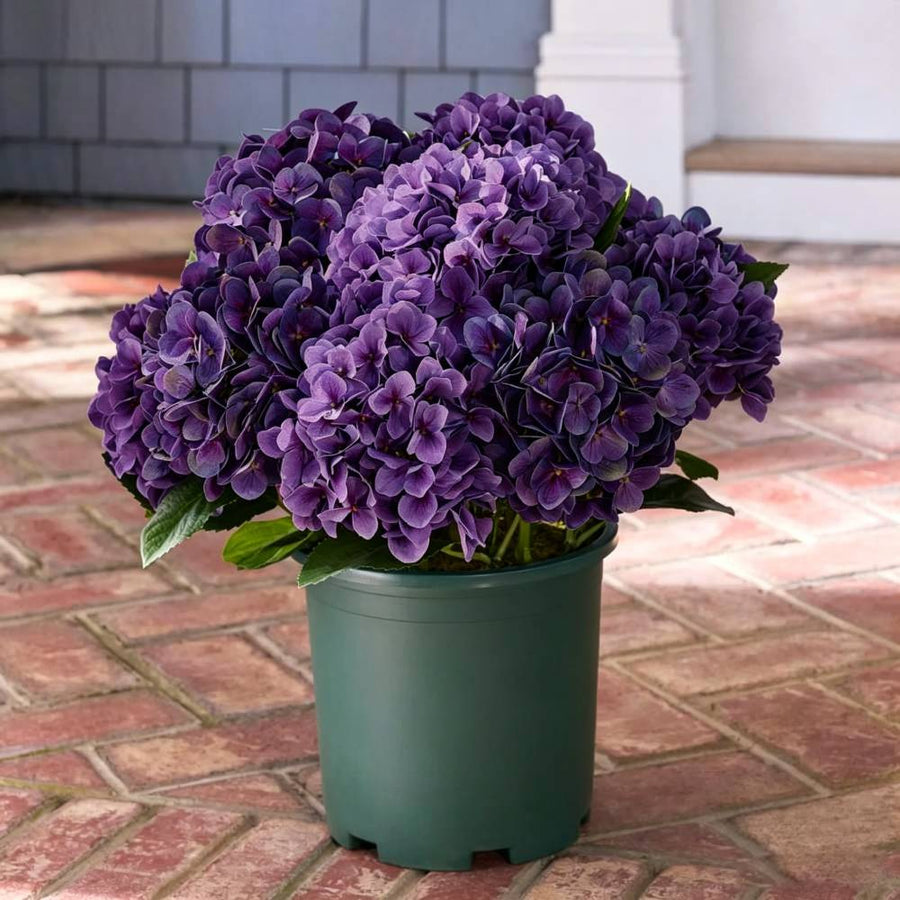 Realistic Outdoor Hydrangea Flowers