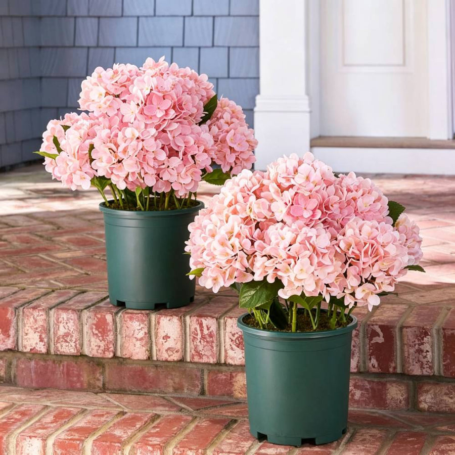 Realistic Outdoor Hydrangea Flowers