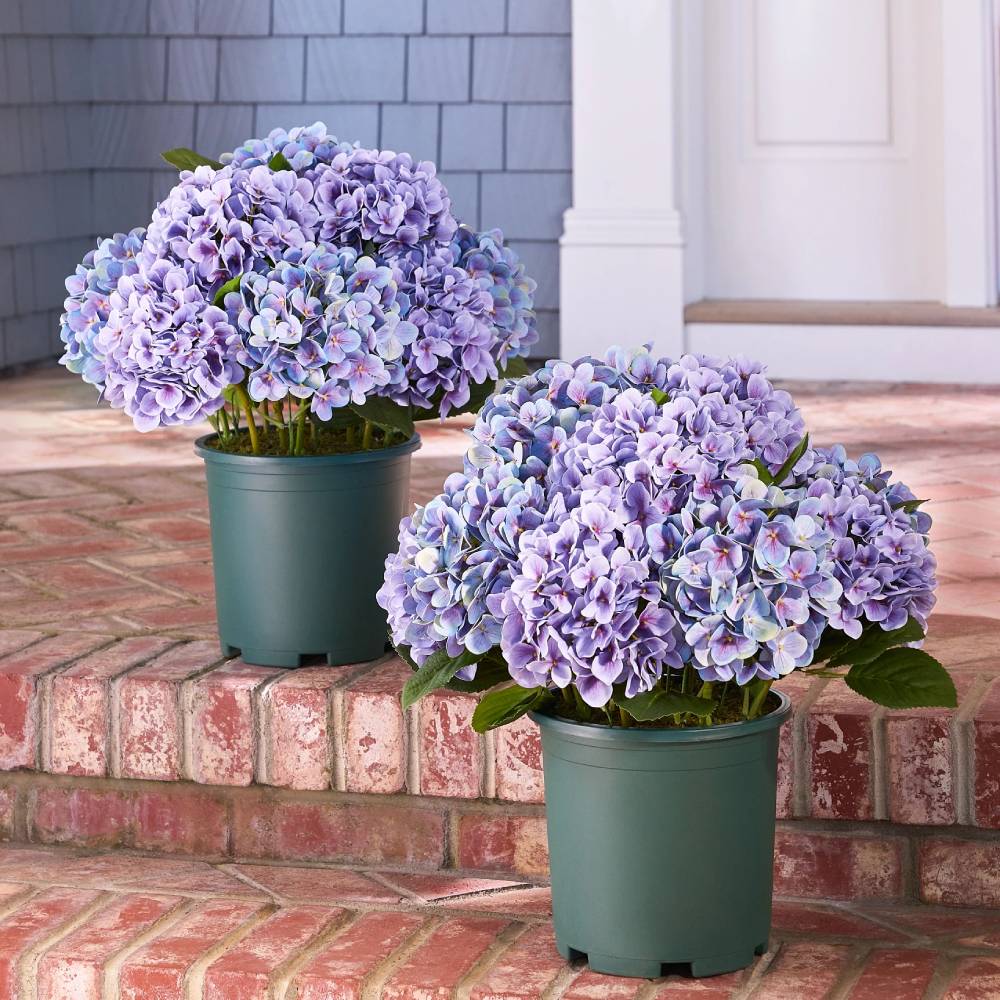 Realistic Outdoor Hydrangea Flowers