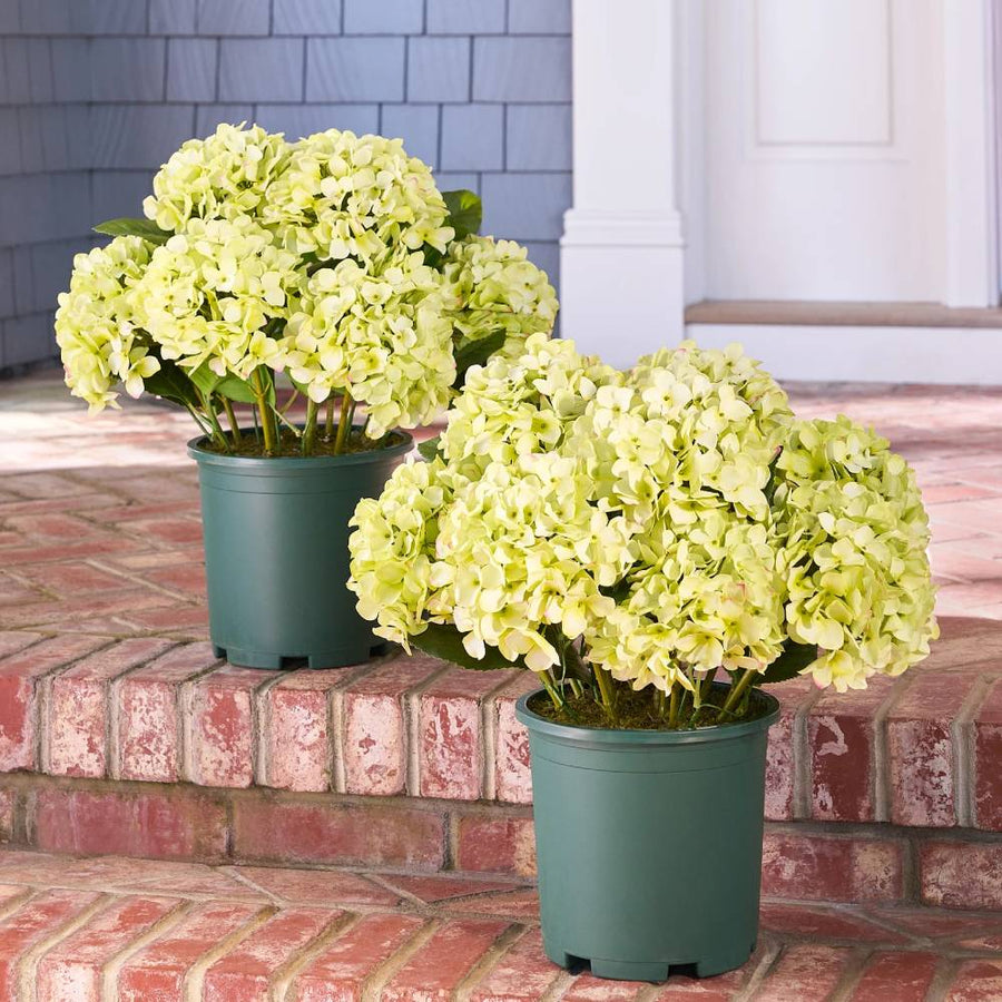 Realistic Outdoor Hydrangea Flowers