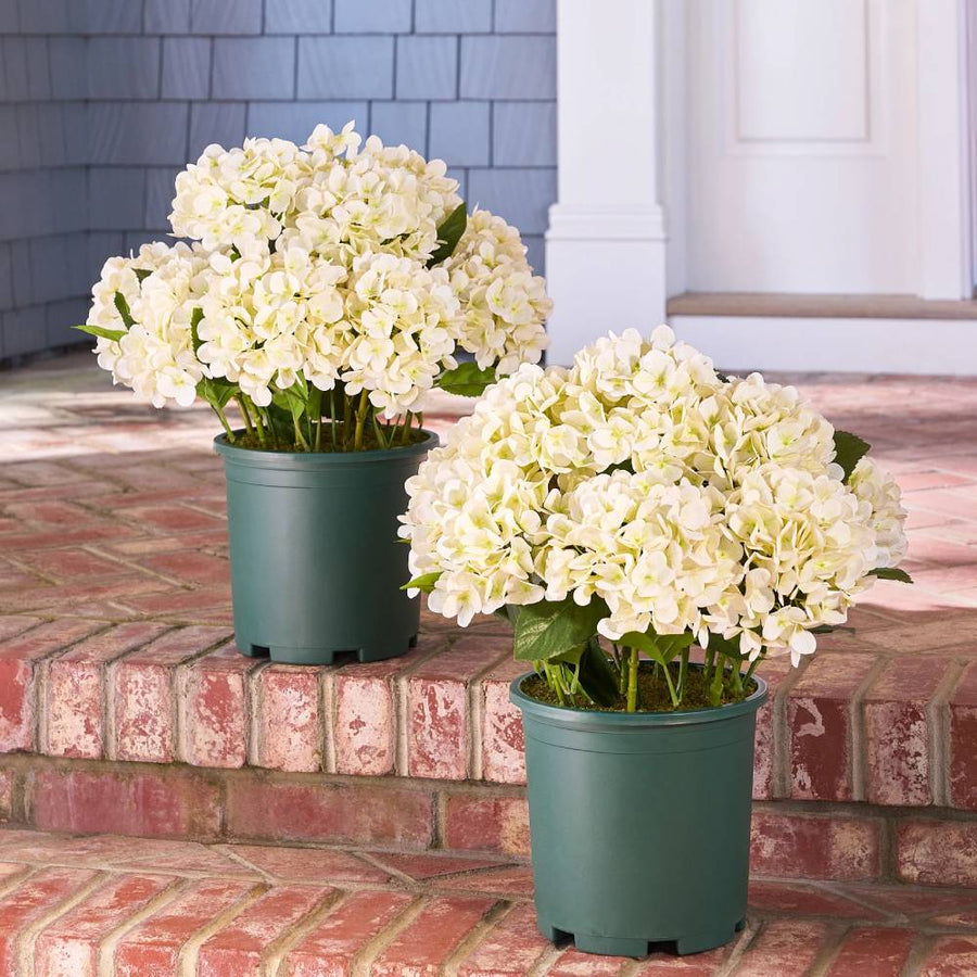 Realistic Outdoor Hydrangea Flowers