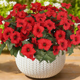 6 Bundles | Classic Red