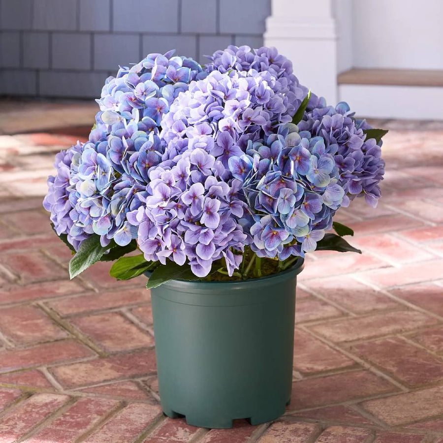 Realistic Outdoor Hydrangea Flowers