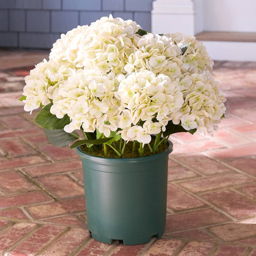 Realistic Outdoor Hydrangea Flowers