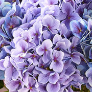Realistic Outdoor Hydrangea Flowers - Window box styling