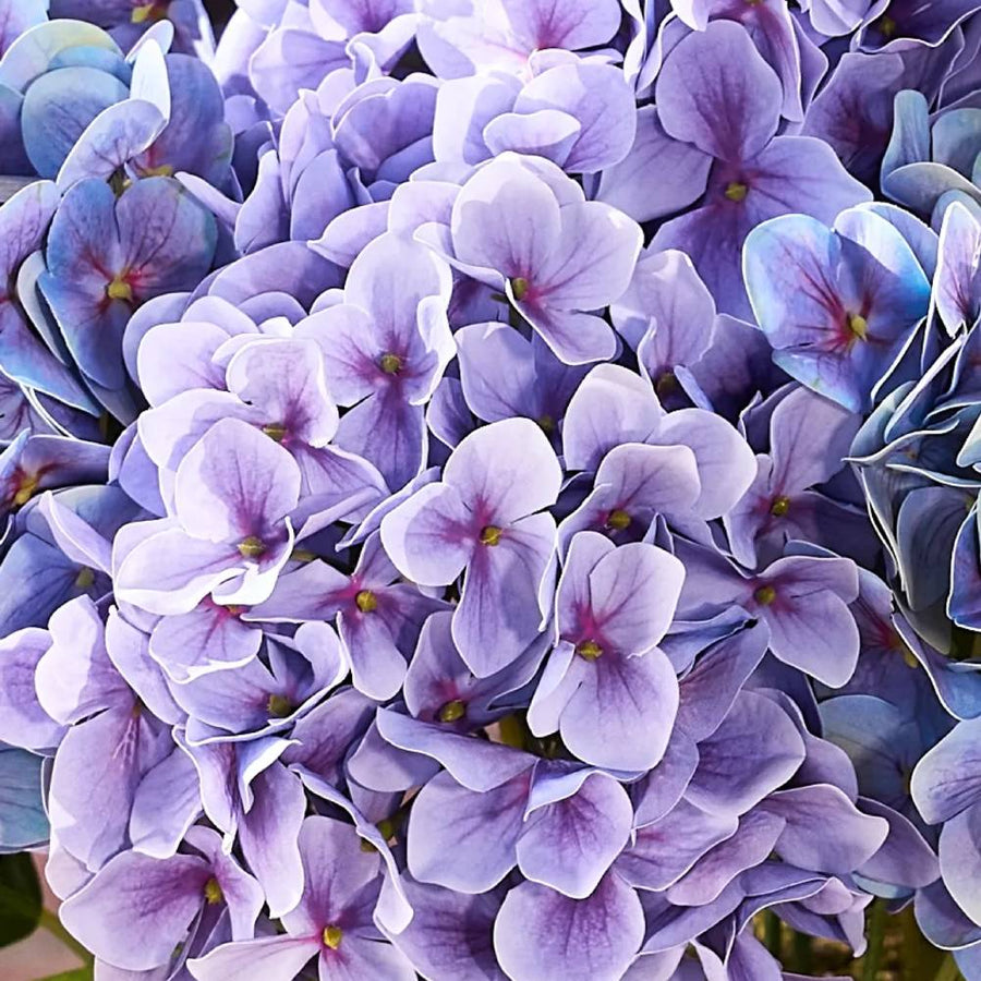 Realistic Outdoor Hydrangea Flowers