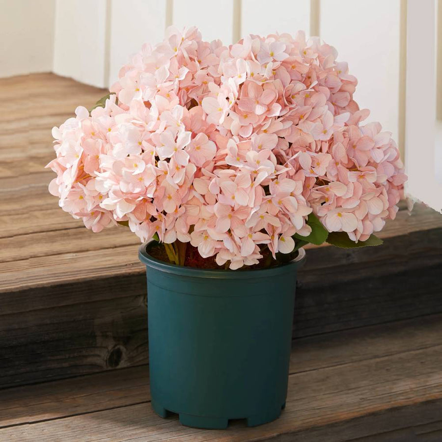 Realistic Outdoor Hydrangea Flowers