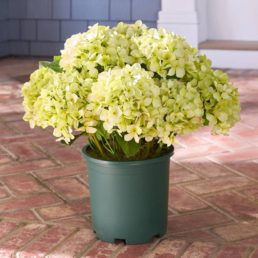 Realistic Outdoor Hydrangea Flowers