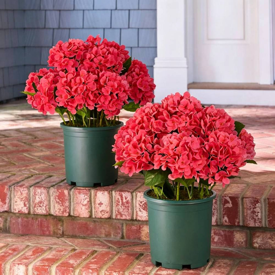 Realistic Outdoor Hydrangea Flowers