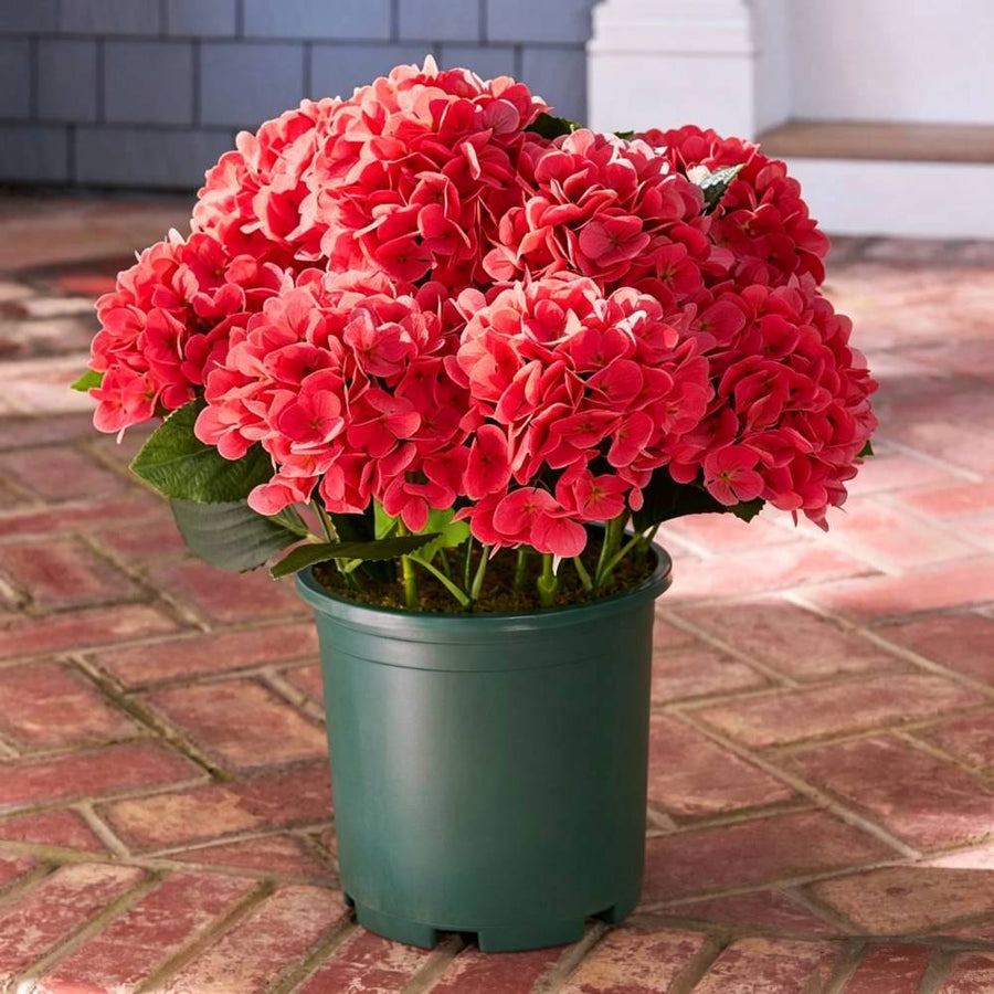 Realistic Outdoor Hydrangea Flowers