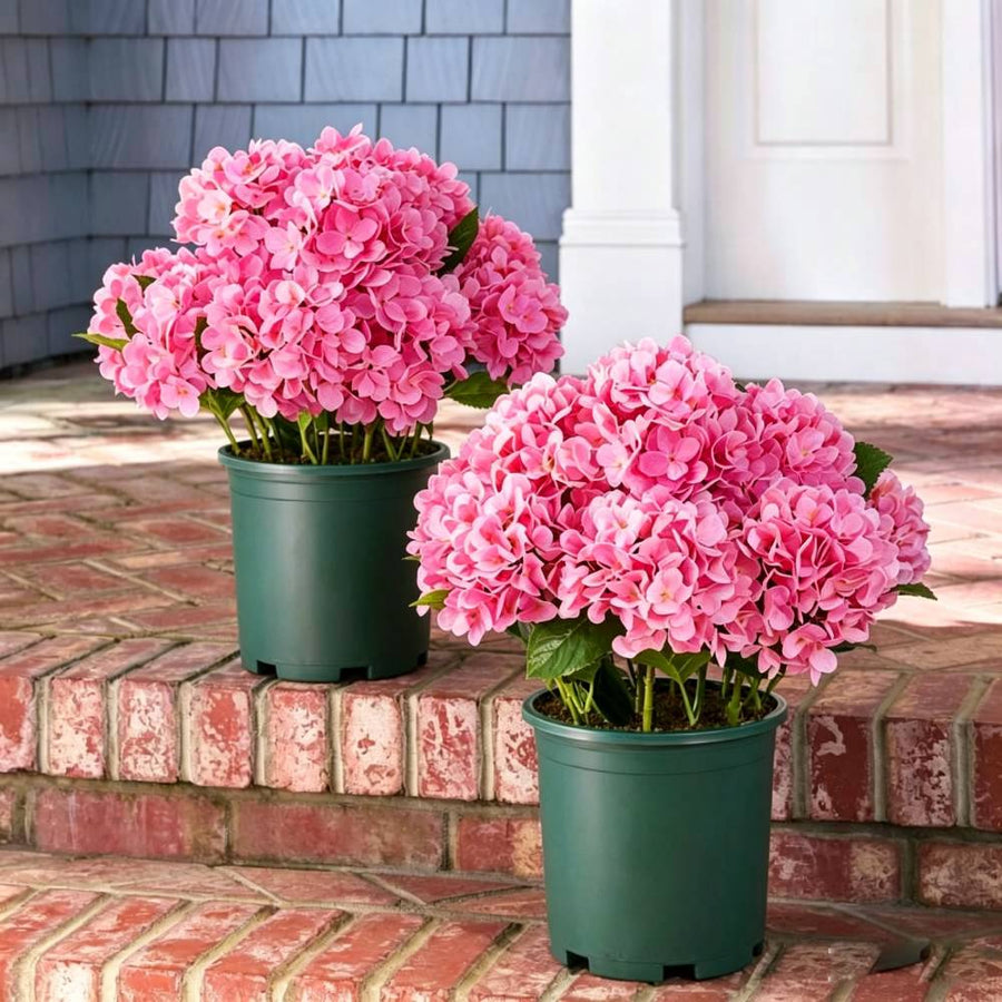Realistic Outdoor Hydrangea Flowers
