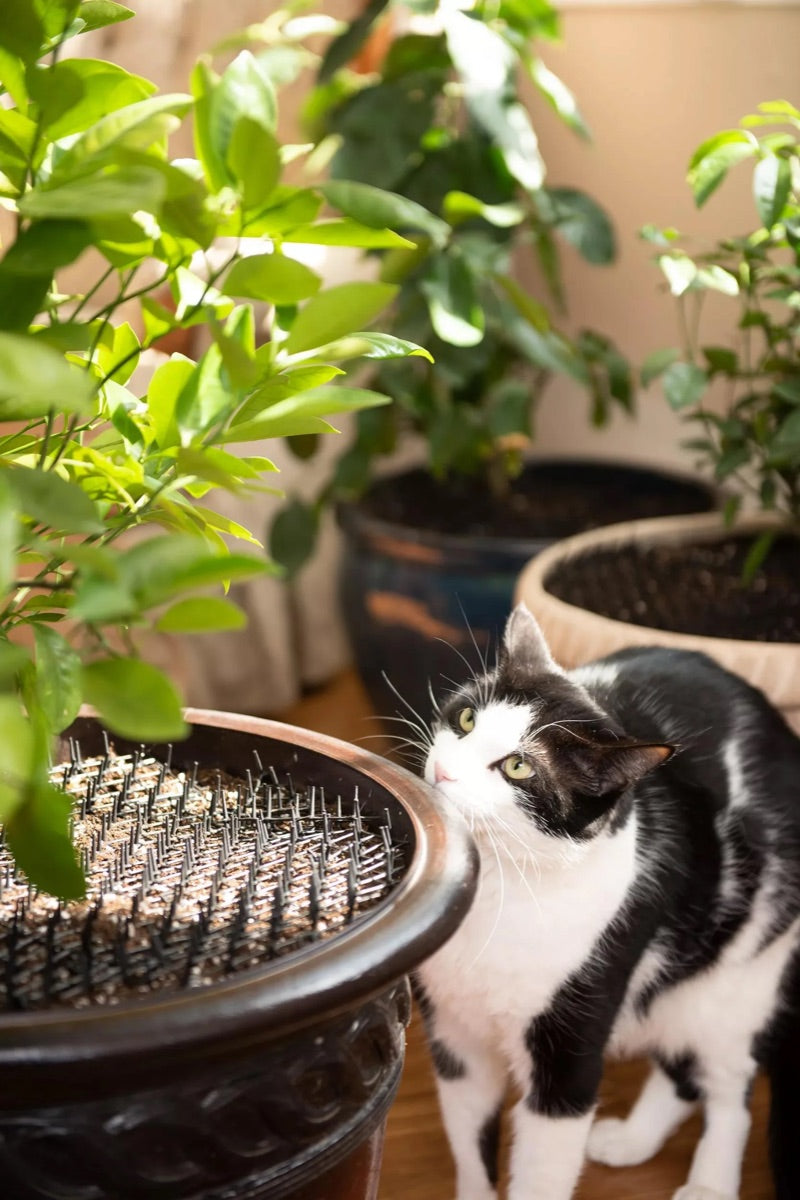 Garden Animal Deterrent Mat