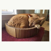 Cardboard cat scratcher bed with sleeping orange cat